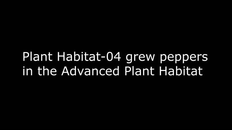 Expedition 66 Crew Grows Chile Peppers on the International Space Station Time-lapse (short version)